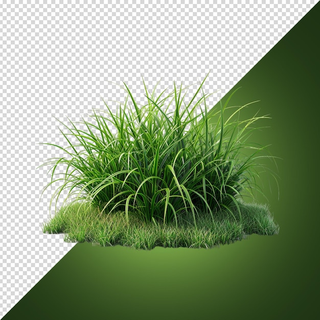 PSD grass png isolated on white background