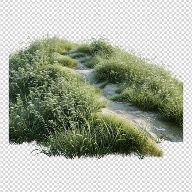 grass png