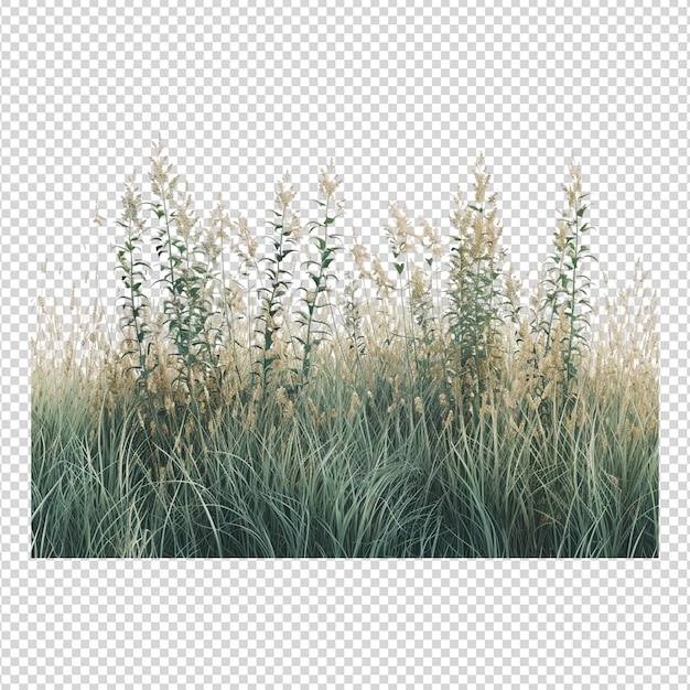 PSD grass png