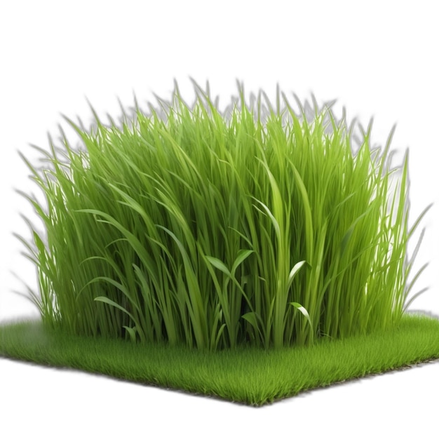 PSD grass psd on a white background