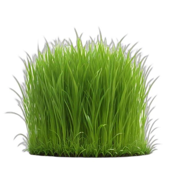 Grass psd on a white background
