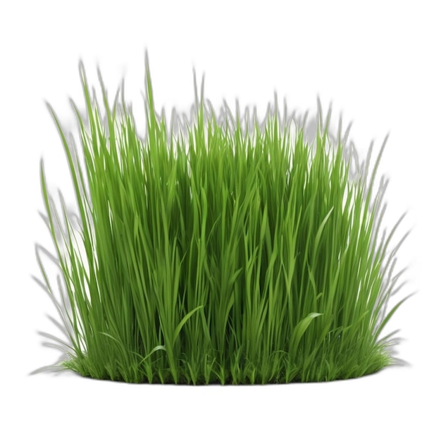 Psd di erba su sfondo bianco