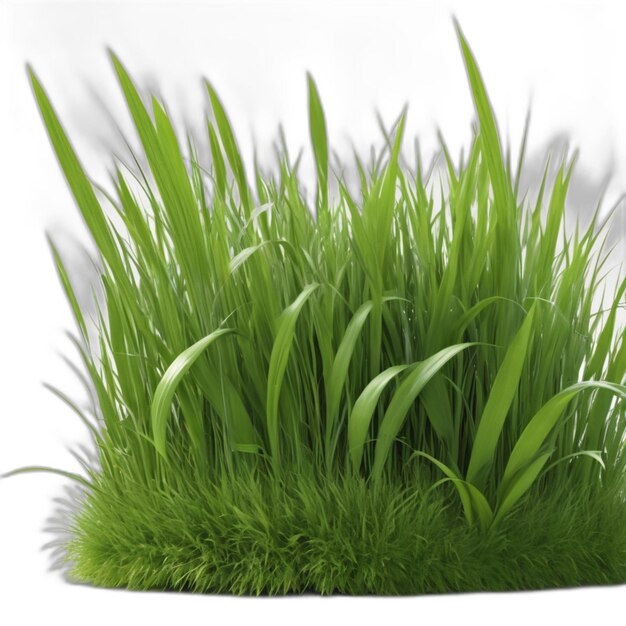 Grass psd on a white background