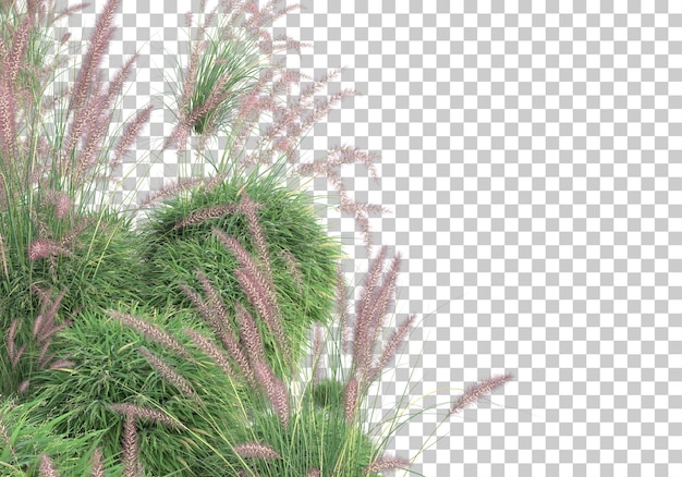 grass scene on transparent background 3d rendering illustration