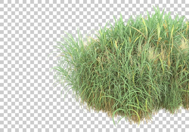 Grass surface on transparent background 3d rendering illustration