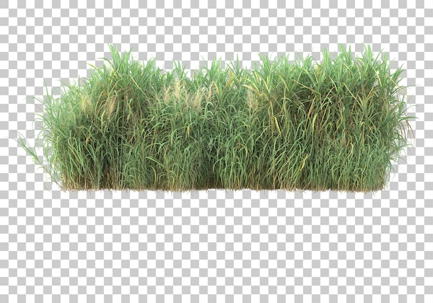 Grass surface on transparent background 3d rendering illustration