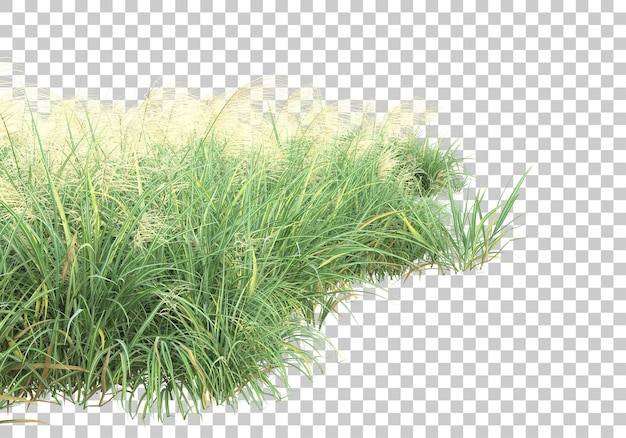 Grass surface on transparent background 3d rendering illustration