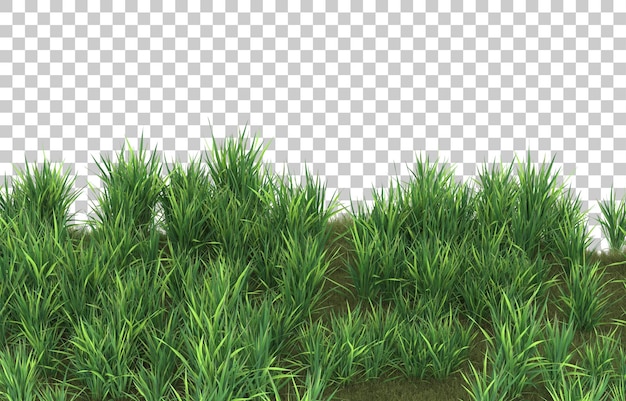 PSD grass on transparent background. 3d rendering - illustration