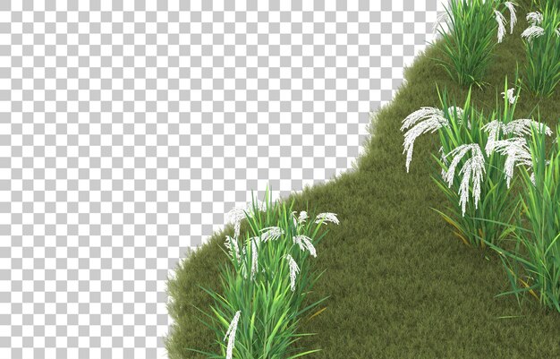 PSD grass on transparent background. 3d rendering - illustration