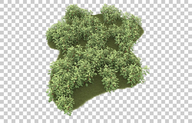 Grass on transparent background. 3d rendering - illustration