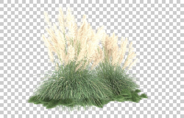 Grass on transparent background. 3d rendering - illustration