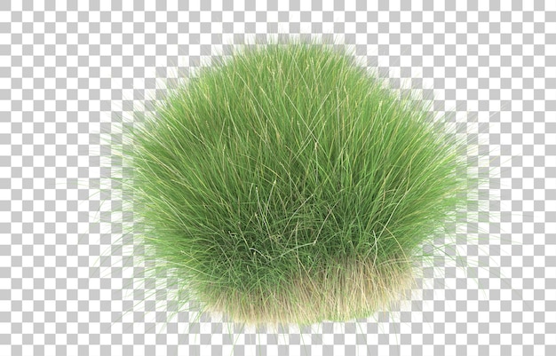 PSD grass on transparent background. 3d rendering - illustration