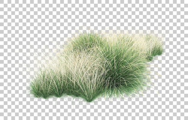 grass on transparent background. 3d rendering - illustration