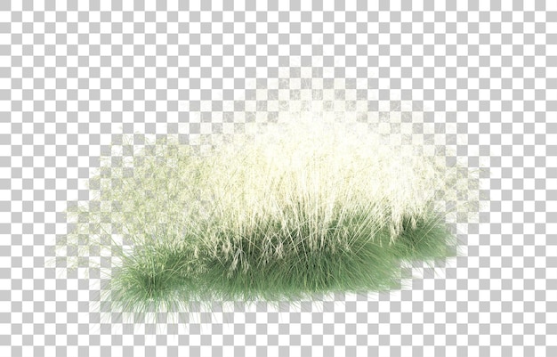 PSD grass on transparent background. 3d rendering - illustration