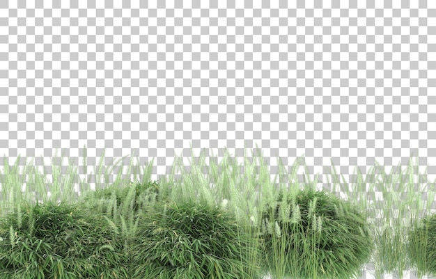 PSD grass on transparent background. 3d rendering - illustration