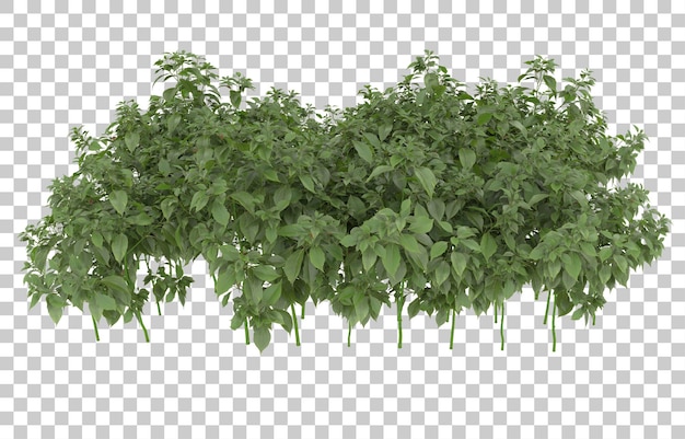 grass on transparent background. 3d rendering - illustration