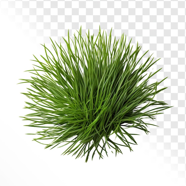 PSD grass on a transparent background