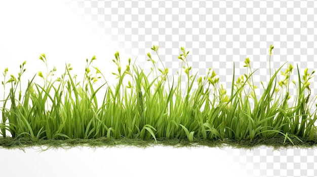 PSD grass on a transparent background