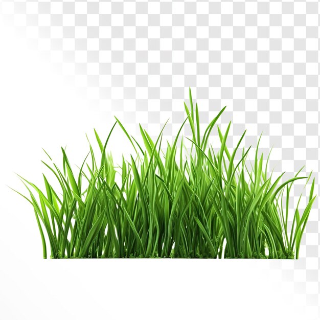 PSD grass on a transparent background