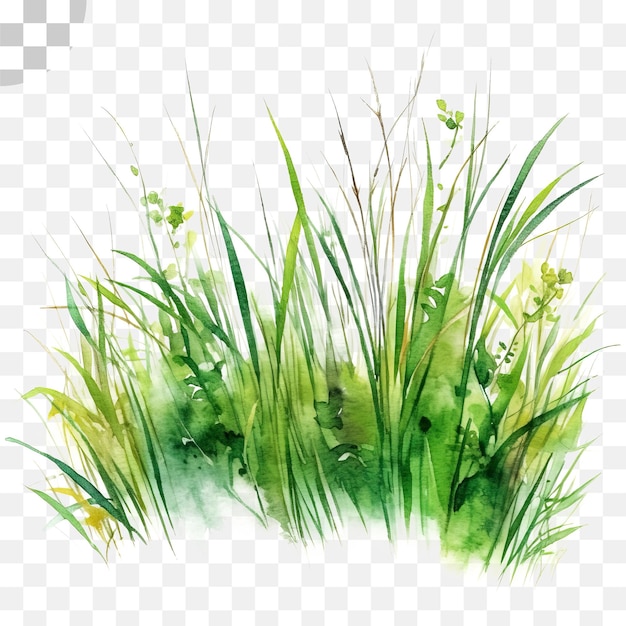 PSD grass watercolor transparent background