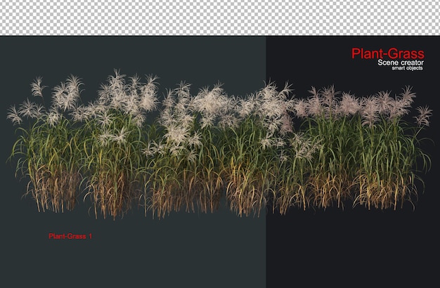 PSD grass and a wide variety of plants