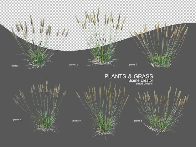 Grasses of various sizes and types