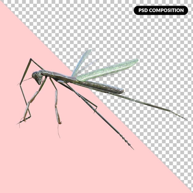 PSD cavalletta isolata rendering 3d