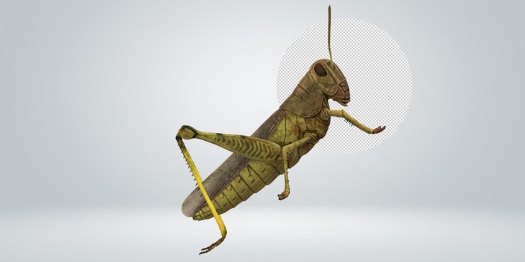 PSD grasshopper isolated on a transparent background