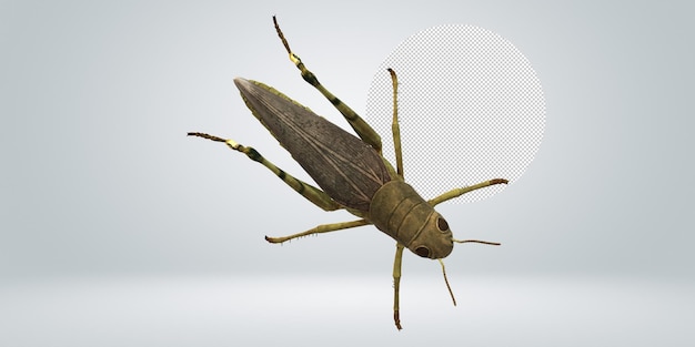 PSD grasshopper isolated on a transparent background