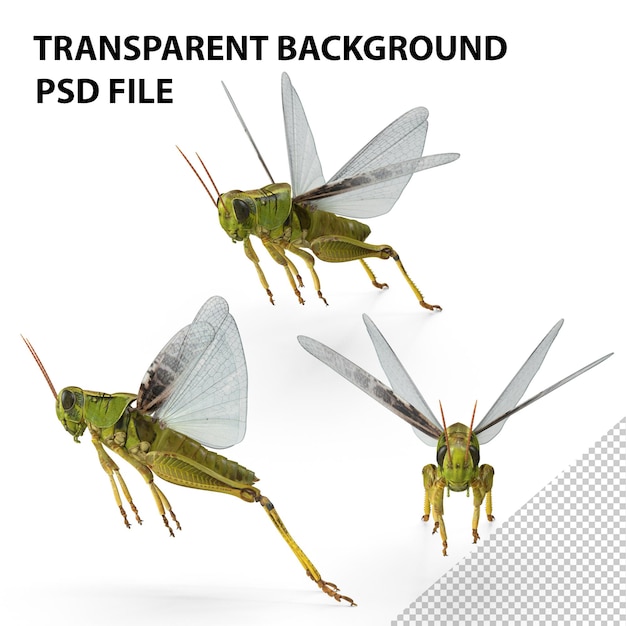 PSD grasshopper springende houding png