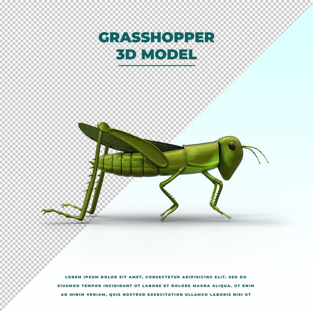 Grasshopper