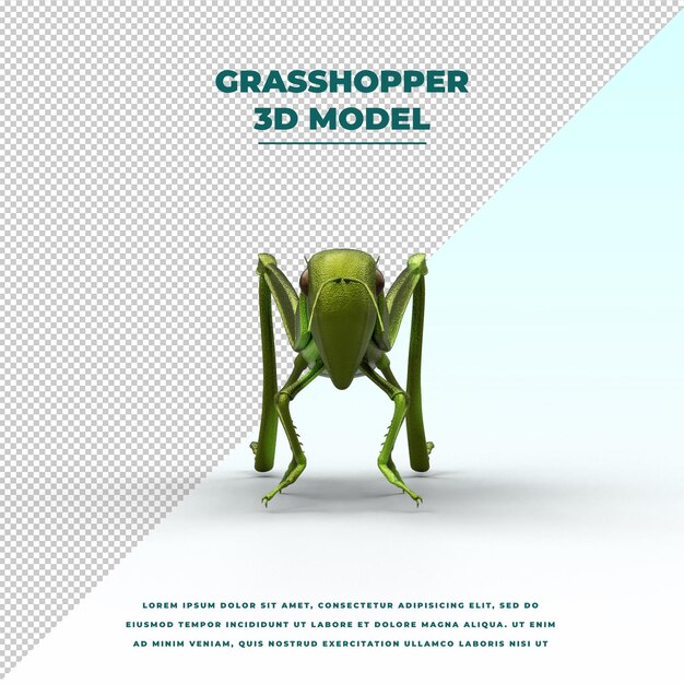 Grasshopper