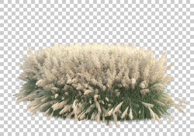 Grasveld op transparante achtergrond 3d-rendering illustratie