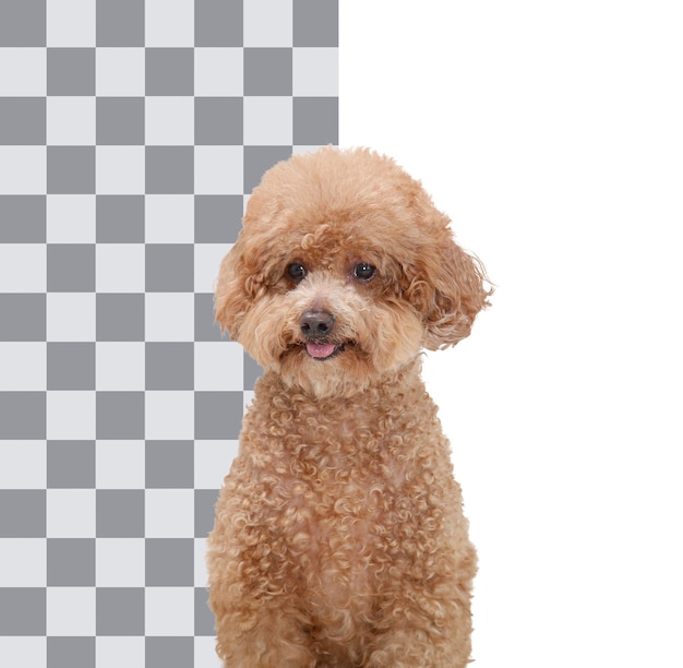 Gratis foto geïsoleerde gelukkige glimlachende hond op transparante achtergrond portret 2