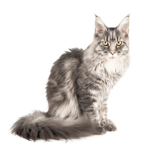 PSD gray cat isolated