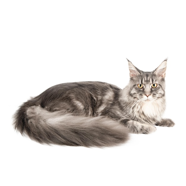 PSD gray cat isolated