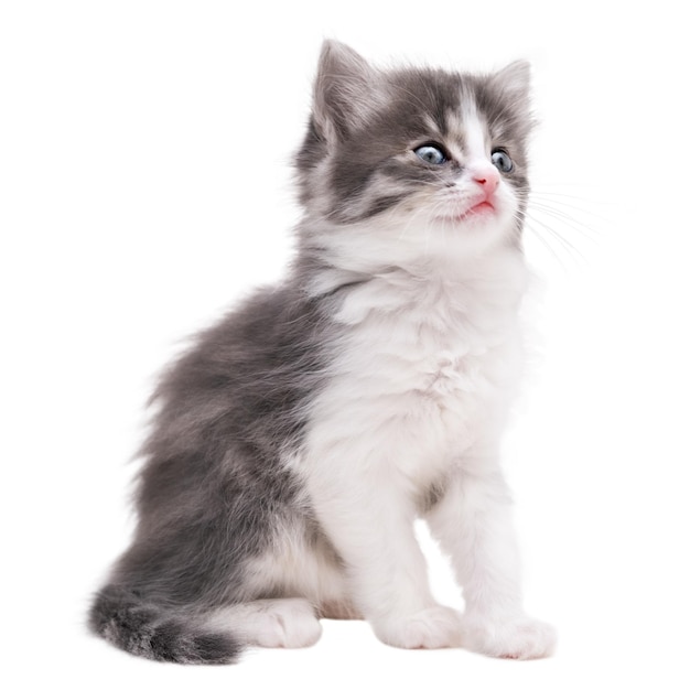 a gray and white kitten with a blue eye and a white background