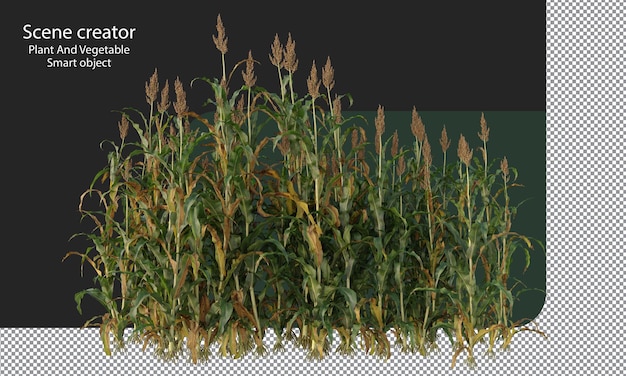 PSD great millet field isolated, grains field clipping path, milo field crop