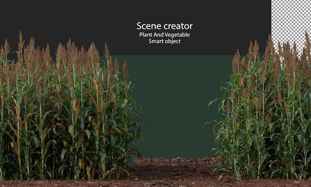 PSD great millet field isolated, grains field clipping path, milo field crop