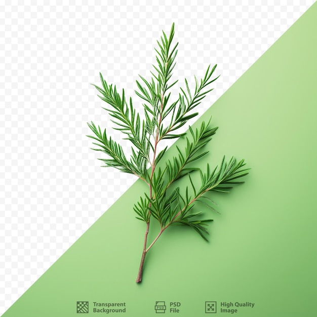 PSD green arborvitae foliage