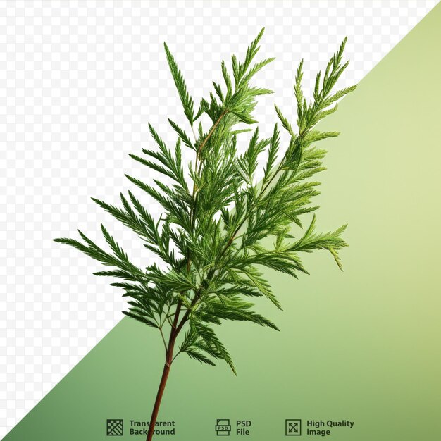 PSD green arborvitae foliage