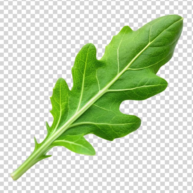 Green arugula leave isolated on transparent background