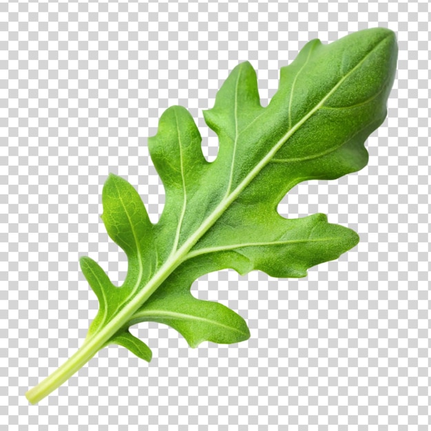 Green arugula leave isolated on transparent background