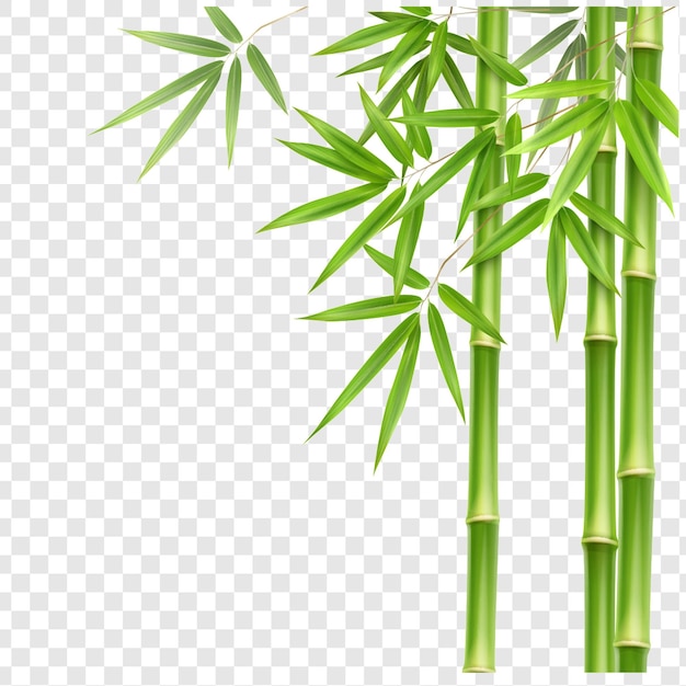 透明な背景に緑の竹の茎と葉が隔離されています