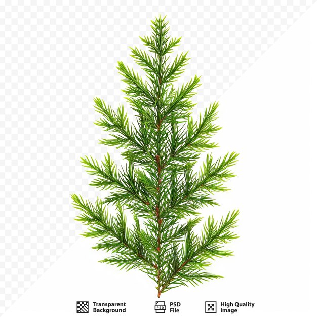 PSD green banch of fir isolated on white