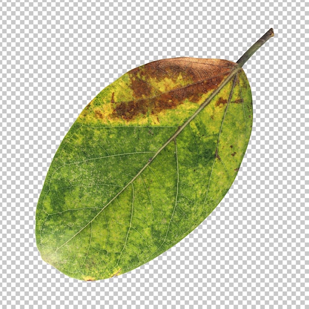 PSD green banyan tree leaf isolated rendering