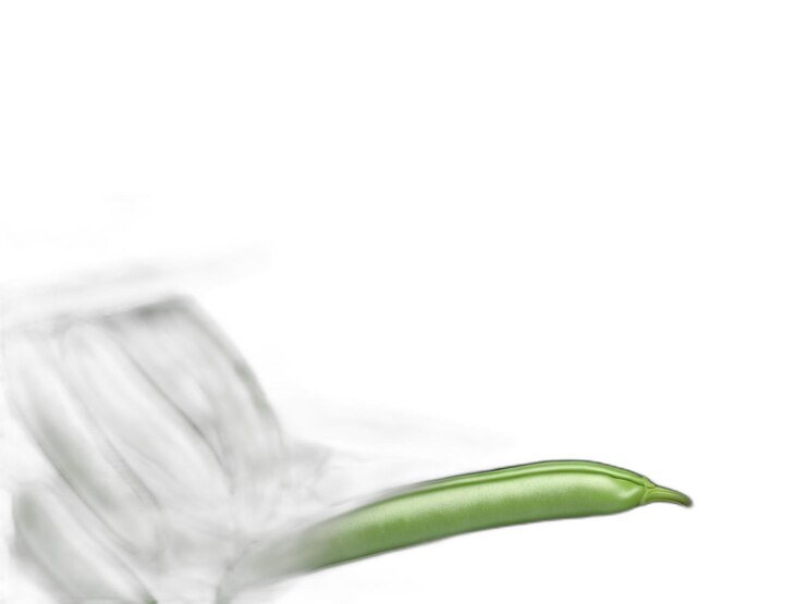 PSD green beans psd on a white background