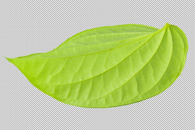 PSD green betel leaf isolated on a transparent background