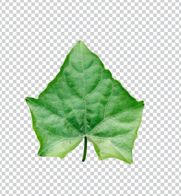 PSD green bodhi leaf organic leaf bodhi leaves wiyh transparent background