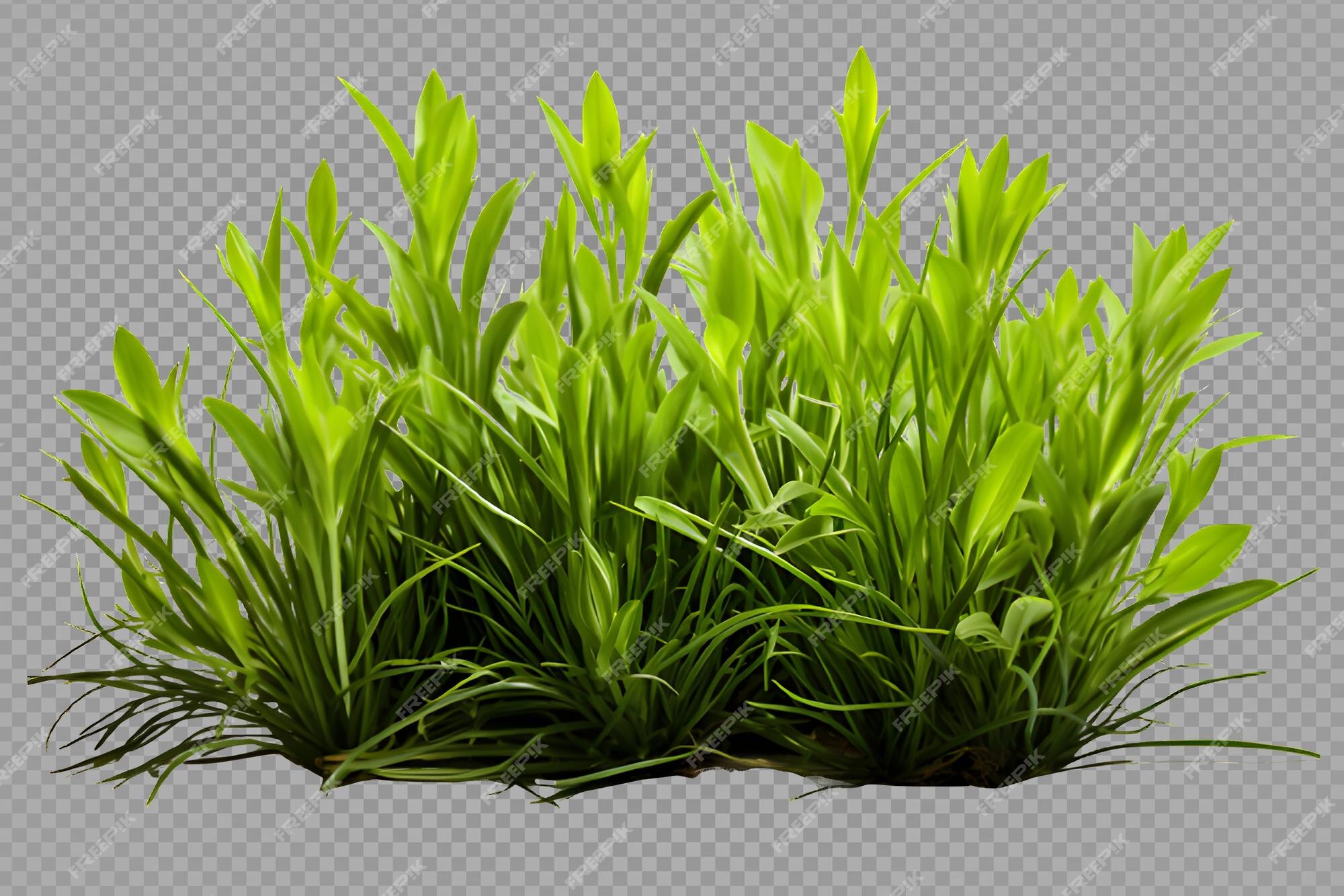 Green Grass Background png download - 2000*3090 - Free Transparent Cactus  png Download. - CleanPNG / KissPNG